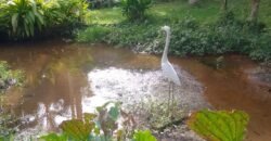 Chácara à Venda na Quarta Divisão – Ribeirão Pires/SP