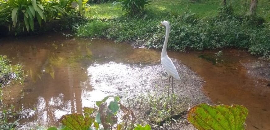 Chácara à Venda na Quarta Divisão – Ribeirão Pires/SP