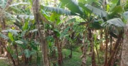 Chácara à Venda na Quarta Divisão – Ribeirão Pires/SP