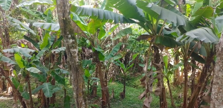 Chácara à Venda na Quarta Divisão – Ribeirão Pires/SP