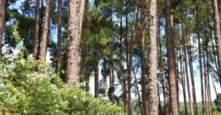 OPORTUNIDADE ÚNICA EM SUZANO – SÍTIO À VENDA OU ARRENDAMENTO – PORTEIRA FECHADA