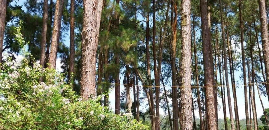 OPORTUNIDADE ÚNICA EM SUZANO – SÍTIO À VENDA OU ARRENDAMENTO – PORTEIRA FECHADA